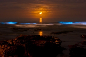 Bioluminescence in Halong Bay